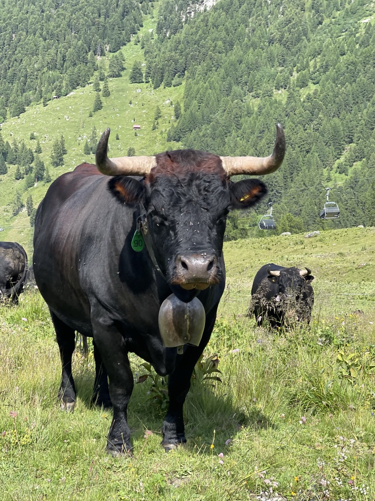 Natuur in de Zwitserse Alpen